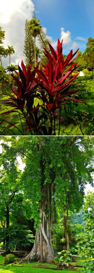 slide-isole/st vincent/st vincent botanic garden/catacaribe_pagina_ingrandimento_st vincent_botanic garden_3.jpg